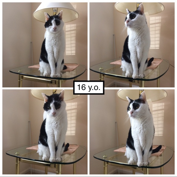 Pandy-Poo, my fur angel: 9/1/2003 - 11/11/2019๐ข๐ญ - Picture 6 of 8